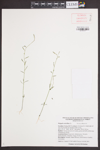 Polygala verticillata image