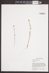 Polygala brevifolia image