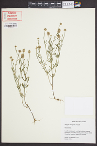 Polygala brevifolia image