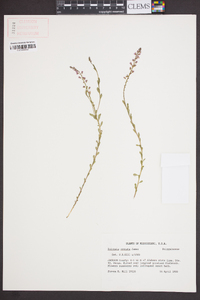 Polygala crenata image