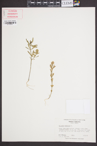 Polygala cruciata image