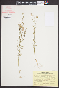 Polygala curtissii image