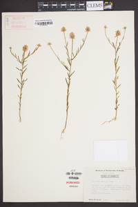 Polygala curtissii image