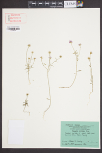 Polygala curtissii image