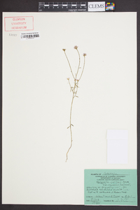 Polygala curtissii image