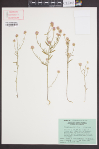 Polygala curtissii image