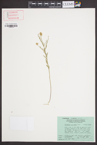 Polygala curtissii image