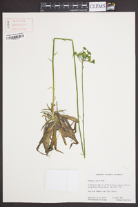 Polygala cymosa image