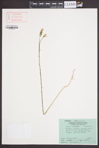 Polygala incarnata image
