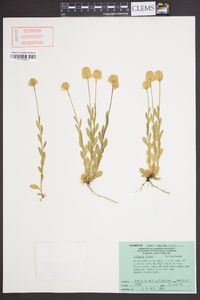 Polygala lutea image