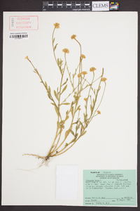 Polygala lutea image