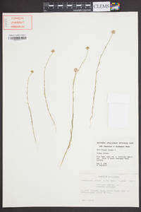 Polygala mariana image