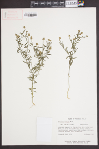 Polygala mariana image