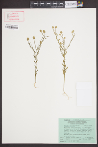 Polygala mariana image