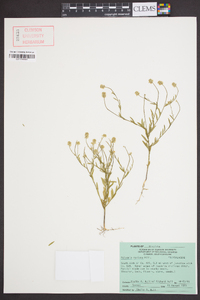 Polygala mariana image