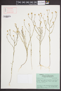 Polygala mariana image