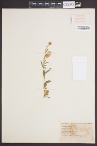 Polygala lutea image