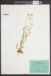 Polygala lutea image