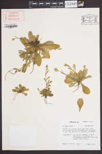 Polygala lutea image