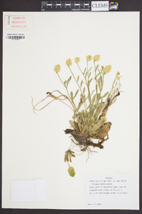 Polygala lutea image