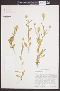 Polygala lutea image