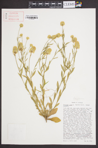 Polygala lutea image