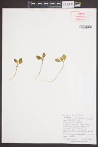 Polygala pauciflora image