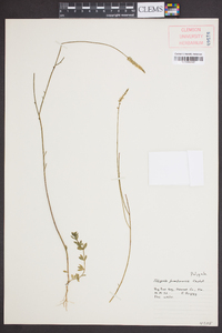 Polygala praetervisa image