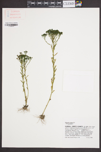 Polygala ramosa image