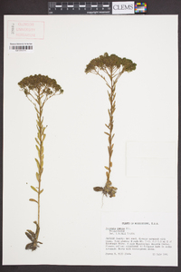 Polygala ramosa image