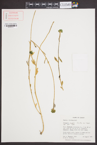 Polygala rugelii image