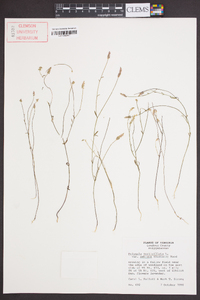 Polygala ambigua image