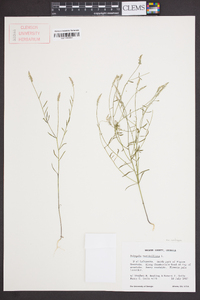 Polygala verticillata image