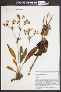 Eriogonum tomentosum image