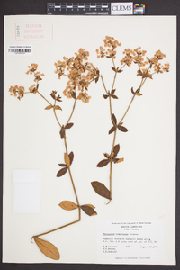 Eriogonum tomentosum image