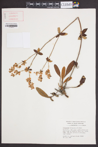 Eriogonum tomentosum image