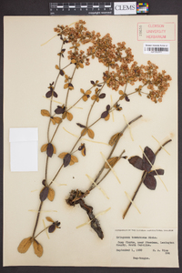 Eriogonum tomentosum image