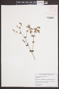 Eriogonum tomentosum image