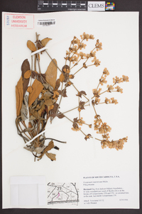 Eriogonum tomentosum image