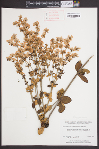Eriogonum tomentosum image