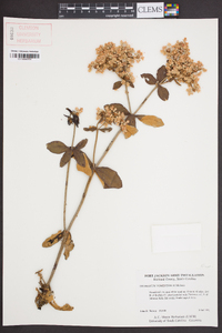 Eriogonum tomentosum image