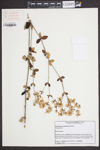 Eriogonum tomentosum image