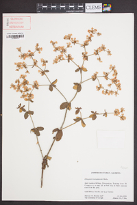 Eriogonum tomentosum image