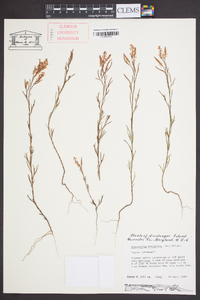 Polygonella articulata image
