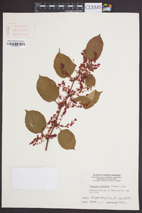 Reynoutria japonica image