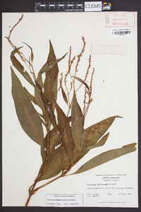 Polygonum densiflorum image