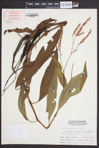 Polygonum densiflorum image