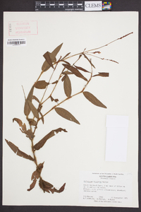 Persicaria hirsuta image