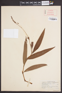 Polygonum setaceum image