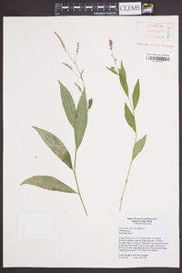 Polygonum setaceum image